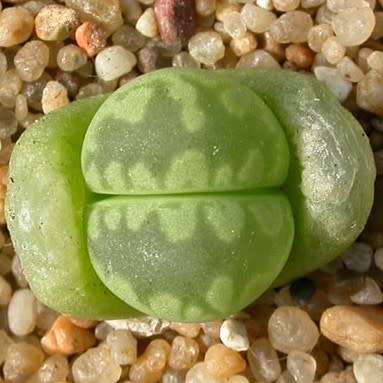 10 Lithops otzeniana aquamarine Seeds - Indigenous Endemic Succulent Mesemb - Global Delivery