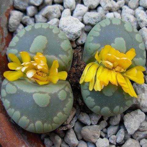10 Lithops otzeniana aquamarine Seeds - Indigenous Endemic Succulent Mesemb - Global Delivery