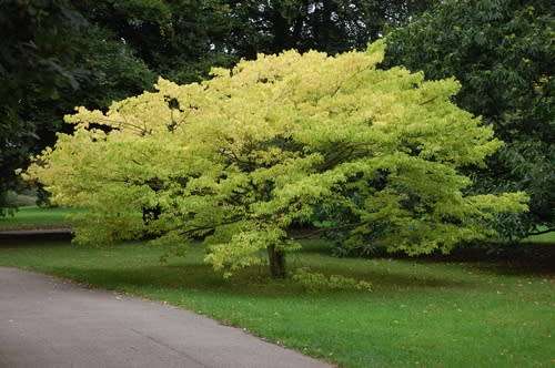 5 Chinese Hackberry - Celtis sinensis Seeds - Exotic Decidous Edible Fruit Tree - Combined Ship