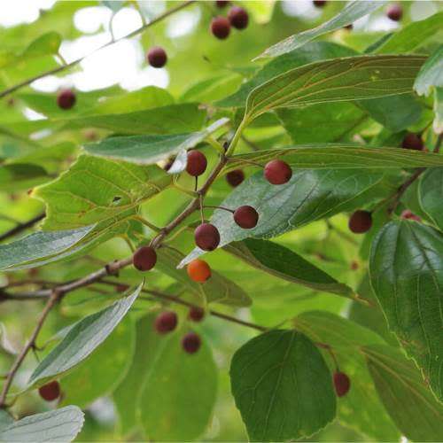 5 Chinese Hackberry - Celtis sinensis Seeds - Exotic Decidous Edible Fruit Tree - Combined Ship