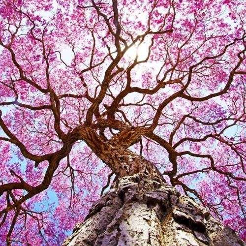 Tabebuia rosea Seeds - Exotic Flowering Deciduous Tree - Combined Shipping Offered
