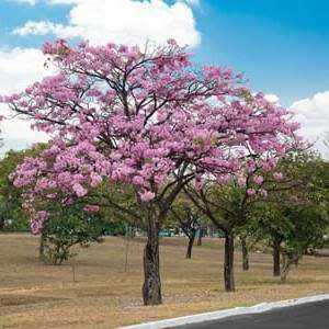 Tabebuia rosea Seeds - Exotic Flowering Deciduous Tree - Combined Shipping Offered