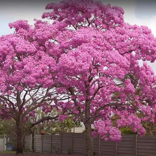 Tabebuia rosea Seeds - Exotic Flowering Deciduous Tree - Combined Shipping Offered