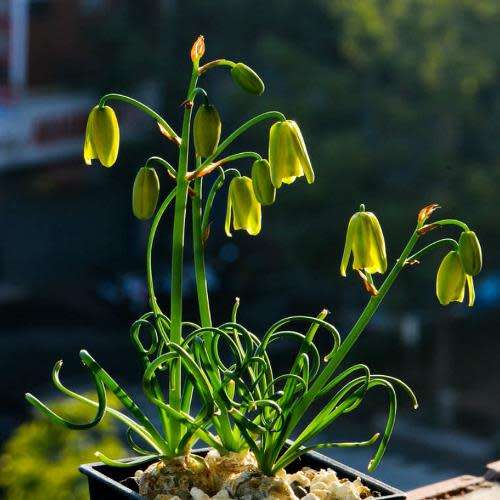 5 Albuca namaquensis Seeds - Corkscrew Albuca - Indigenous Medicinal Perennial Bulb -Flat Ship Rate