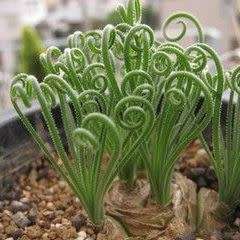 5 Albuca namaquensis Seeds - Corkscrew Albuca - Indigenous Medicinal Perennial Bulb -Flat Ship Rate