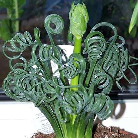 5 Albuca namaquensis Seeds - Corkscrew Albuca - Indigenous Medicinal Perennial Bulb -Flat Ship Rate