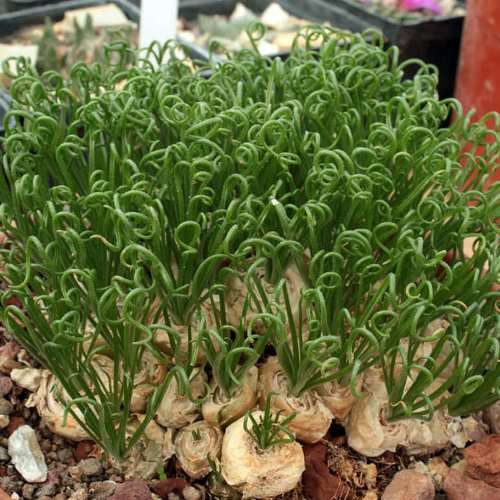 5 Albuca namaquensis Seeds - Corkscrew Albuca - Indigenous Medicinal Perennial Bulb -Flat Ship Rate