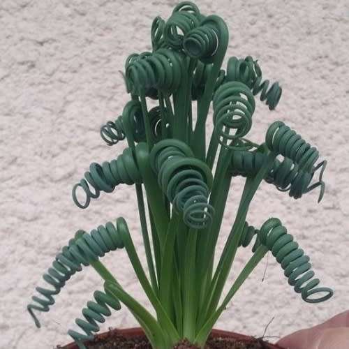 Albuca spiralis Seeds - Corkscrew Albuca - Indigenous Medicinal Perennial Bulb -Flat Ship Rate