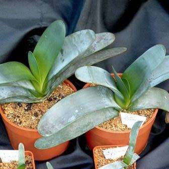 5 Aloe haemanthifolia Seeds - Rare Indigenous Endemic Succulent - Combined Worldwide Shipping