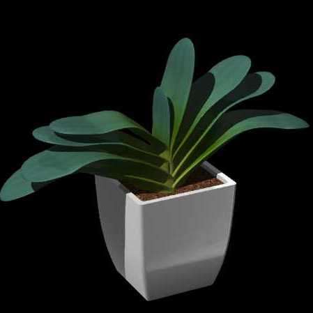 5 Aloe haemanthifolia Seeds - Rare Indigenous Endemic Succulent - Combined Worldwide Shipping