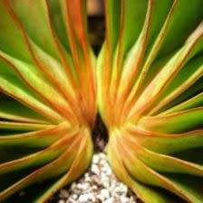 5 Aloe haemanthifolia Seeds - Rare Indigenous Endemic Succulent - Combined Worldwide Shipping