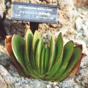 5 Aloe haemanthifolia Seeds - Rare Indigenous Endemic Succulent - Combined Worldwide Shipping