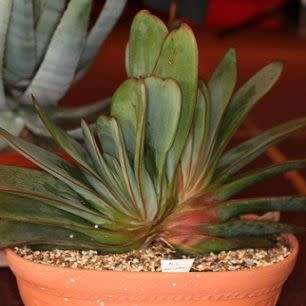 5 Aloe haemanthifolia Seeds - Rare Indigenous Endemic Succulent - Combined Worldwide Shipping