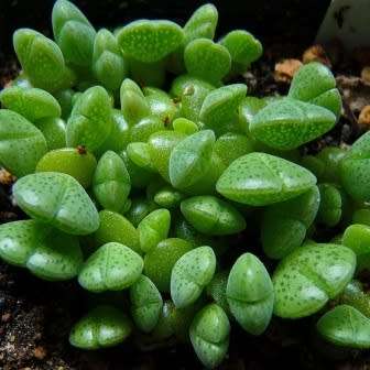 5 Cheiridopsis glomerata Seeds - Indigenous Succulent Mesemb - Combined Global Shipping