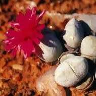 5 Cheiridopsis glomerata Seeds - Indigenous Succulent Mesemb - Combined Global Shipping