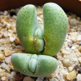 5 Cheiridopsis glomerata Seeds - Indigenous Succulent Mesemb - Combined Global Shipping