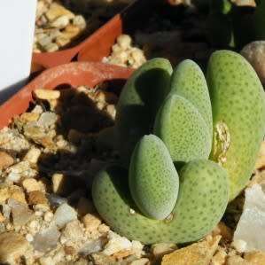 5 Cheiridopsis glomerata Seeds - Indigenous Succulent Mesemb - Combined Global Shipping