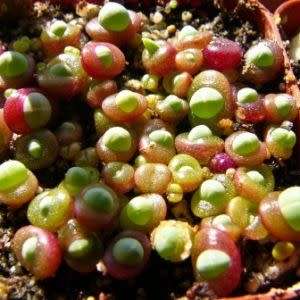 5 Cheiridopsis glomerata Seeds - Indigenous Succulent Mesemb - Combined Global Shipping