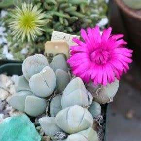 5 Cheiridopsis glomerata Seeds - Indigenous Succulent Mesemb - Combined Global Shipping