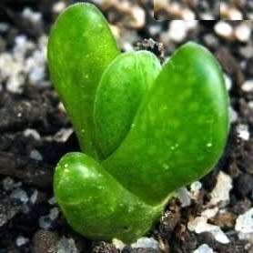 5 Cheiridopsis glomerata Seeds - Indigenous Succulent Mesemb - Combined Global Shipping