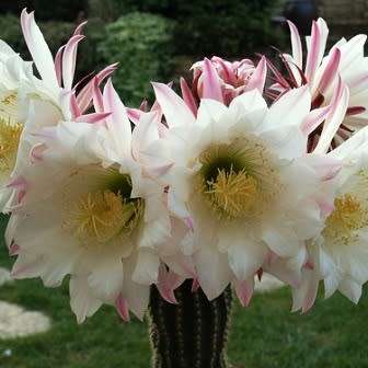 5 Echinopsis spachiana, Trichocereus spachianus Seeds - Ethnobotanical Exotic Succulent Cactus
