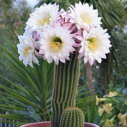 5 Echinopsis spachiana, Trichocereus spachianus Seeds - Ethnobotanical Exotic Succulent Cactus