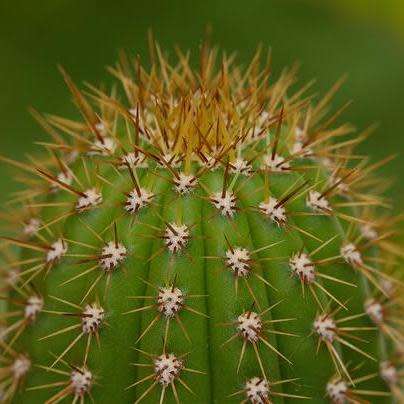5 Echinopsis spachiana, Trichocereus spachianus Seeds - Ethnobotanical Exotic Succulent Cactus