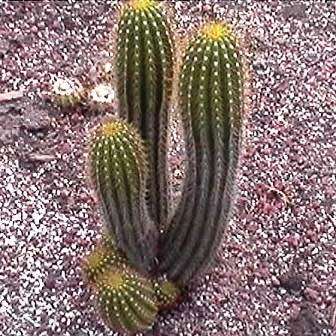 5 Echinopsis spachiana, Trichocereus spachianus Seeds - Ethnobotanical Exotic Succulent Cactus