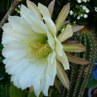 5 Echinopsis spachiana, Trichocereus spachianus Seeds - Ethnobotanical Exotic Succulent Cactus
