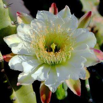 5 Echinopsis spachiana, Trichocereus spachianus Seeds - Ethnobotanical Exotic Succulent Cactus