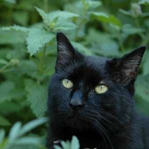 20+ Catnip Seeds ~ Nepeta cataria Seeds ~ True Catnip, Catmint - Herb Seeds