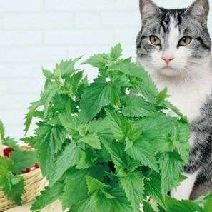 1000+ Catnip Seeds ~ Nepeta cataria Seeds ~ True Catnip, Catmint - Bulk Herb Seeds