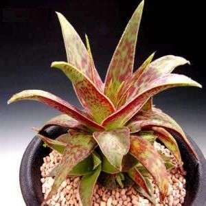 Crassula alba Seeds - Beautiful Indigenous South African Succulent - Combined Worldwide Shipping