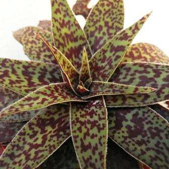 10 Crassula alba Seeds - Beautiful Indigenous South African Succulent - Combined Worldwide Shipping