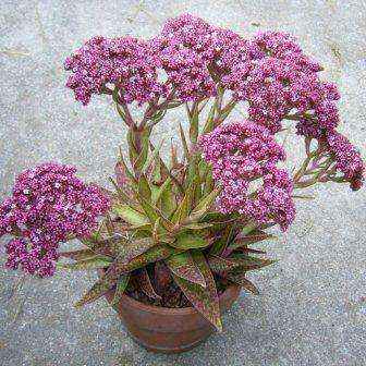 10 Crassula alba parvisepala Seeds - Indigenous South African Succulent -Combined Worldwide Shipping