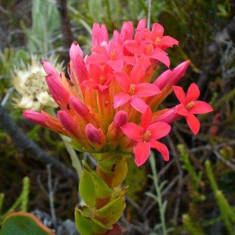 10 Crassula coccinea Seeds - Klipblom, Red crassula - Indigenous Succulents