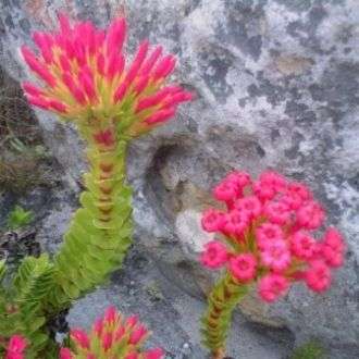5 Crassula coccinea Seeds - Indigenous South African Succulent Seeds For Sale