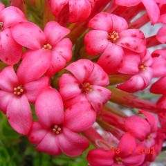 Crassula coccinea Seeds - Indigenous South African Succulent Seeds For Sale