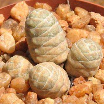 10 Crassula columnaris ssp prolifera Seeds - Indigenous South African Succulent - Seeds from Africa