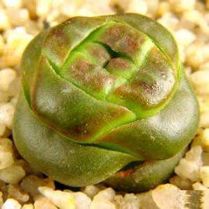 5 Crassula columnaris ssp prolifera Seeds - Indigenous South African Succulent - Seeds from Africa