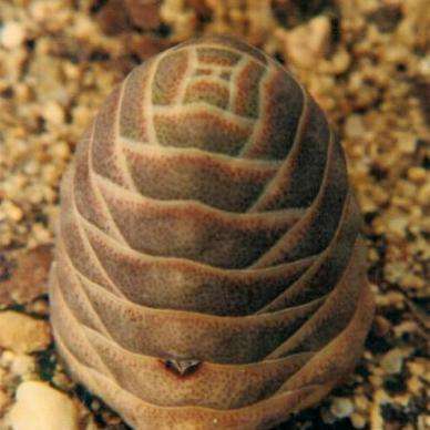 10 Crassula columnaris ssp prolifera Seeds - Indigenous South African Succulent - Seeds from Africa