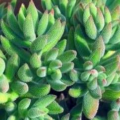 10 Crassula mesembryanthemoides Seeds +FREE Seeds with ALL Orders- Indigenous South Africa Succulent