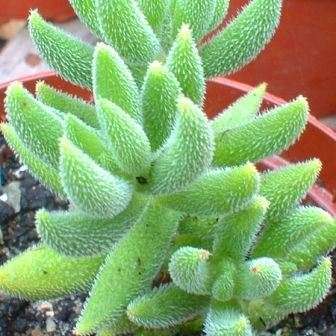 10+ Crassula mesembryanthemoides Seeds - Indigenous South African Succulent