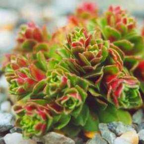 10 Crassula setulosa Seeds + Get FREE Seeds with ALL Orders - Indigenous South African Succulent