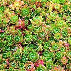 5 Crassula setulosa Seeds + Get FREE Seeds with ALL Orders - Indigenous South African Succulent