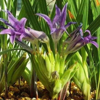 Babiana attenuata Seeds - Indigenous South African Bulb Seeds for Sale in South Africa