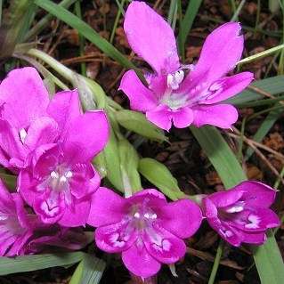 5 Babiana curviscapa Seeds - Indigenous South African Perennial Bulb Seeds for Sale