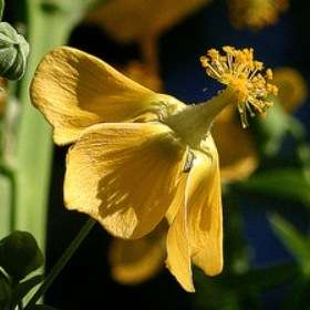 5 Abutilon angulatum Seeds - Spectacular Evergreen Flowering Shrub Seeds