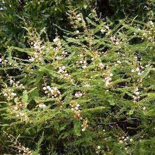 5 Acacia arenaria Seeds - Sand Acacia Tree Seeds - Indigenous - Scented Cream to Pink Flowers