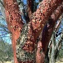 Acacia exuvialis Seeds Flaky Thorn; Skilferdoring Tree Seeds - Beautiful Hardy Indigenous Tree